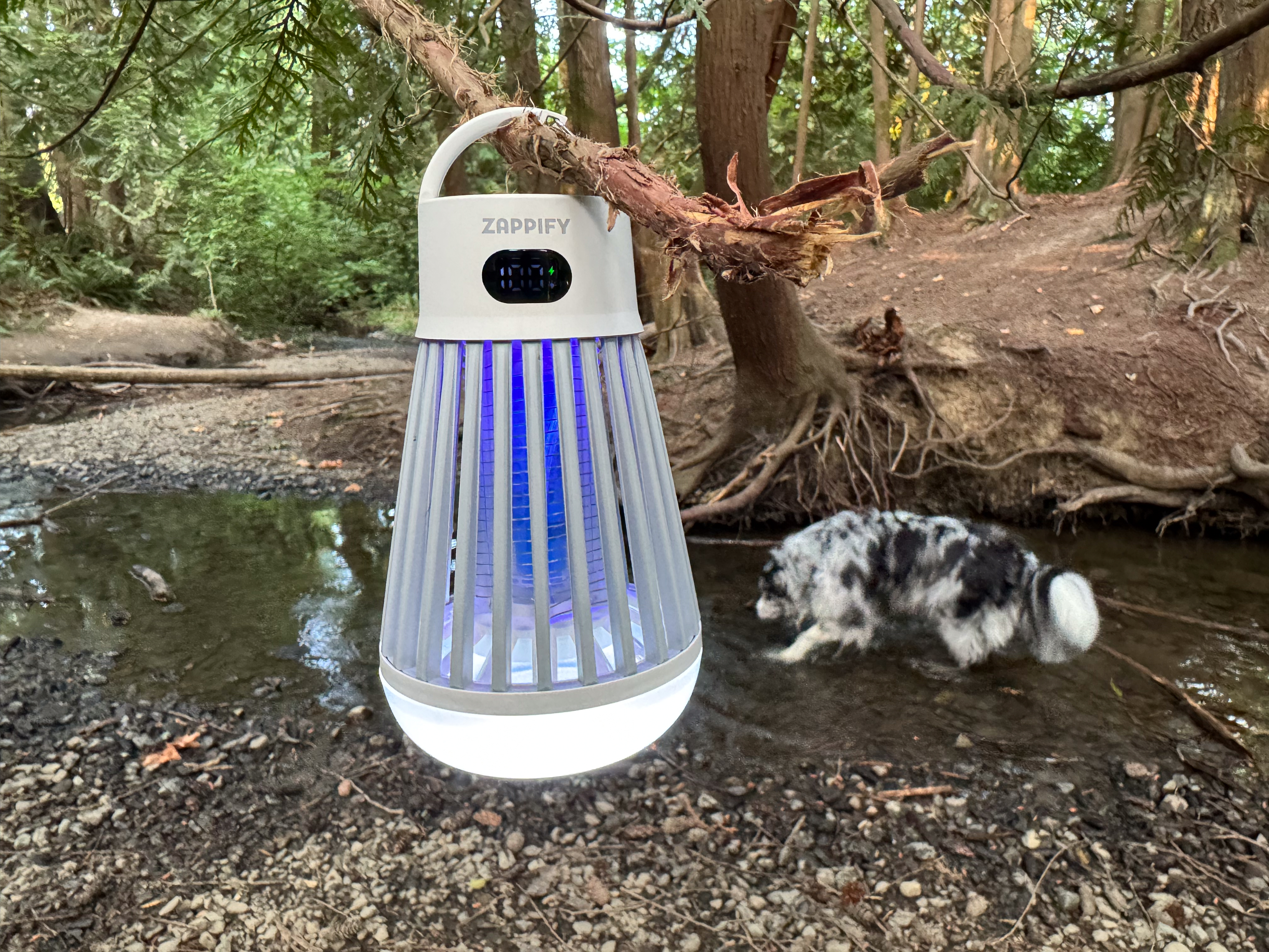 Dog in creek with Zappify